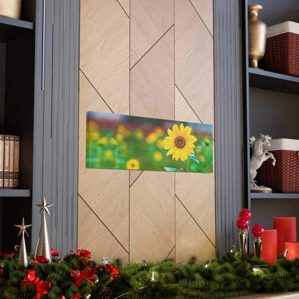 Sunflower in Field Canvas Wall Art Gallery Wrap 36" x 12"