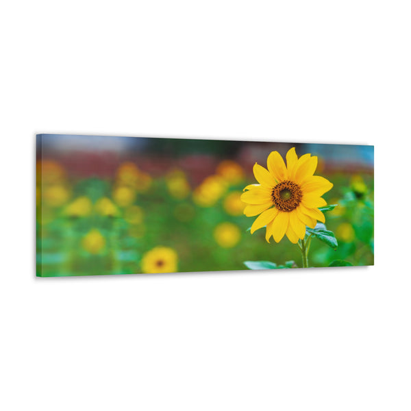 Sunflower in Field Canvas Wall Art Gallery Wrap 36" x 12"