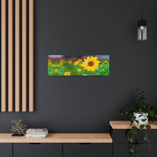 Sunflower in Field Canvas Wall Art Gallery Wrap 36" x 12"