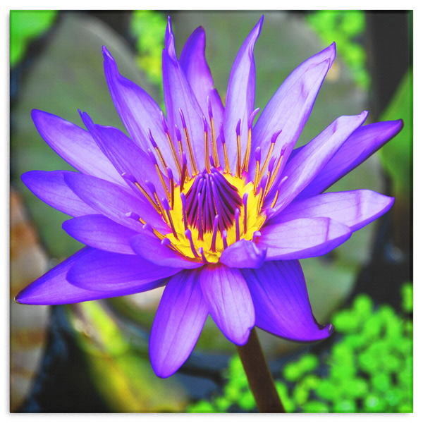 Purple & Yellow Lotus Flower Canvas Wall Art - Square - 4 Sizes - Mind Body Spirit