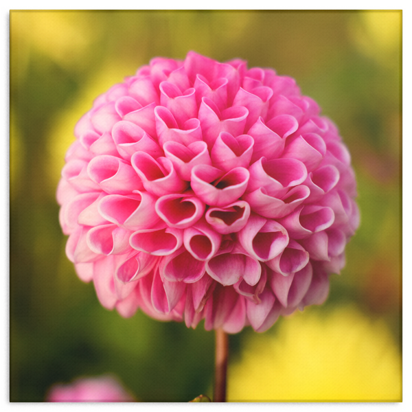 Pink Dahlia Heart Shaped Petals Canvas Wall Art - Square - 4 Sizes - Mind Body Spirit