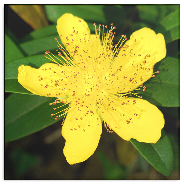 Yellow Rose of Sharon Canvas Wall Art - Square - 4 Sizes - Mind Body Spirit