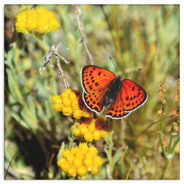 Brilliant Orange Butterfly on Yellow Flowers Canvas Wall Art in 4 Sizes; 8x8, 16x16, 24x24, 40x40 - Mind Body Spirit