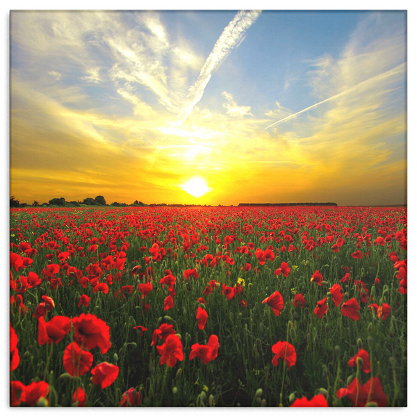 Red Poppies at Sunset Canvas Wall Art - Beautiful Fine Art - 4 Sizes - Mind Body Spirit