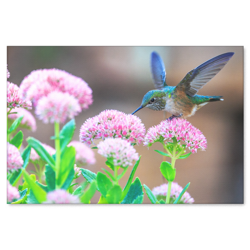 Blue Hummingbird in Garden Canvas Wall Art - Pretty Hummingbird on a Lovely Day in 4 Sizes - Mind Body Spirit