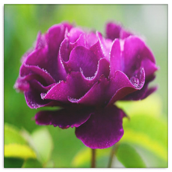 Purple Flower In Spring Garden Canvas Wall Art - Square - 4 Sizes - Mind Body Spirit