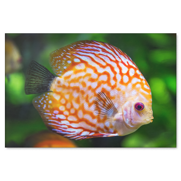 Orange Discus Fish Canvas Art - Stunning Design in 4 Sizes, 8 x 12, 16 x 24, 20 x 30, 24 x 36, - Mind Body Spirit