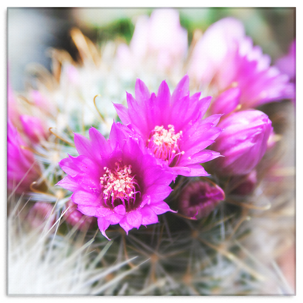 Vibrant Pink Cactus Flower Canvas Wall Art in 4 Sizes; 8x8, 16x16, 24x24, 40x40 - Mind Body Spirit