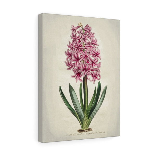 Botanical Engraving Pink Hyacinth Thomas Curtis 1806 Print Canvas Wall Art Gallery Wrap 3 Sizes