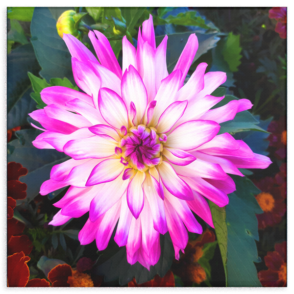 White Dahlia with Purple Edges Canvas Wall Art - Square - 4 Sizes - Mind Body Spirit