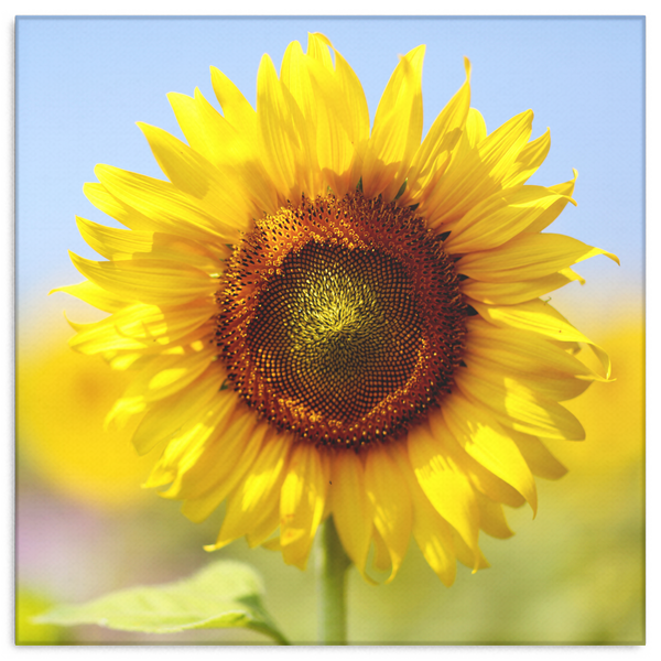 Morning Sunflower Canvas Wall Art - Square - 4 Sizes - Mind Body Spirit
