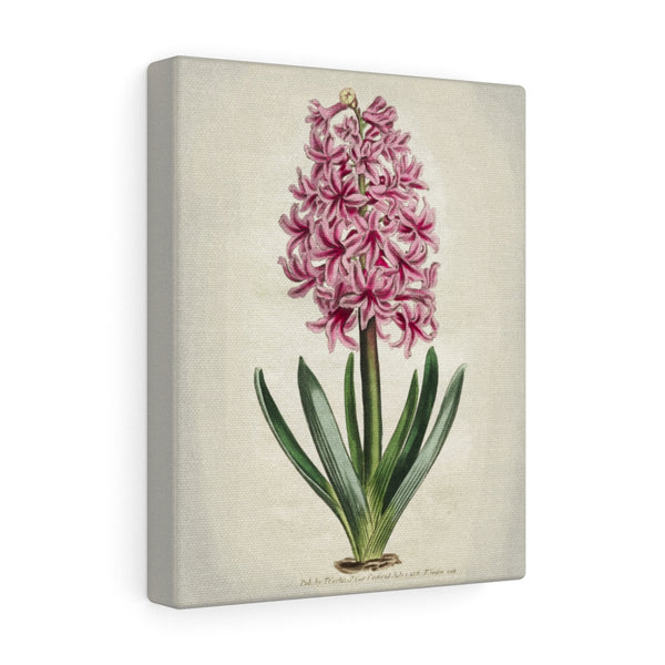 Botanical Engraving Pink Hyacinth Thomas Curtis 1806 Print Canvas Wall Art Gallery Wrap 3 Sizes