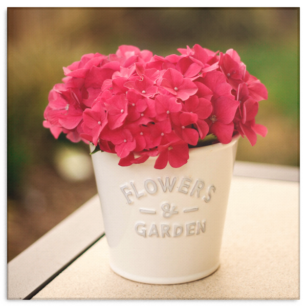 Red Hydrangea Flower Pot Canvas Wall Art in 4 Sizes; 8x8, 16x16, 24x24, 40x40 - Mind Body Spirit