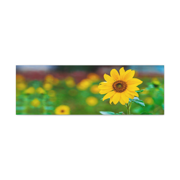 Sunflower in Field Canvas Wall Art Gallery Wrap 36" x 12"