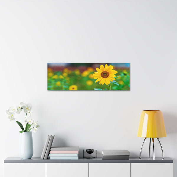 Sunflower in Field Canvas Wall Art Gallery Wrap 36" x 12"