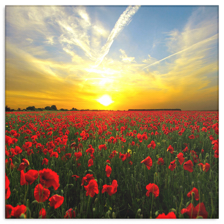 Red Poppies At Sunset Canvas Art - Beautiful Fine Art Available in 4 Sizes,