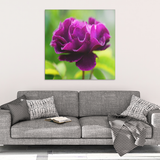 Purple Flower In Spring Garden Canvas Wall Art - Square - 4 Sizes - Mind Body Spirit