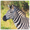 Zebra in The Wild Canvas Wall Art - Square- 4 Sizes - Mind Body Spirit