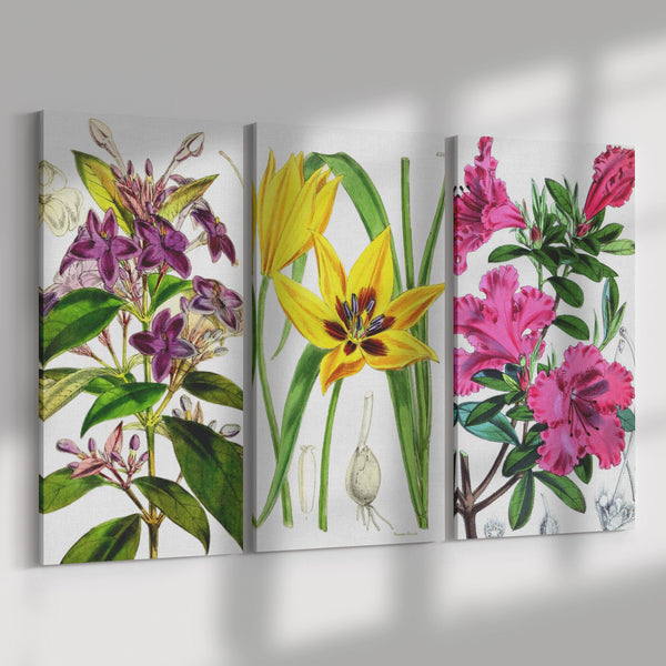 Vintage Floral Botanical 3 Piece Canvas Set, 3 Sizes