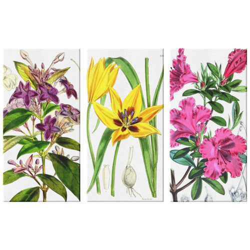 Vintage Floral Botanical 3 Piece Canvas Set, 3 Sizes
