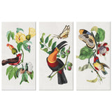 Vintage French Bird and Flower Paintings 3 Piece Canvas Panels, 3 Sizes