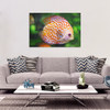 Orange Discus Fish Canvas Art - Stunning Design in 4 Sizes, 8 x 12, 16 x 24, 20 x 30, 24 x 36, - Mind Body Spirit