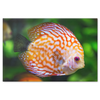 Orange Discus Fish Canvas Art - Stunning Design in 4 Sizes, 8 x 12, 16 x 24, 20 x 30, 24 x 36, - Mind Body Spirit