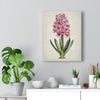 Botanical Engraving Pink Hyacinth Thomas Curtis 1806 Print Canvas Wall Art Gallery Wrap 3 Sizes
