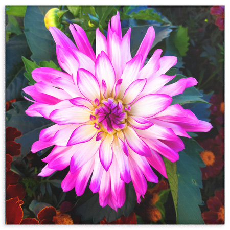 Purple Flower In Spring Garden Canvas Wall Art - Square - 4 Sizes