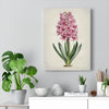 Botanical Engraving Pink Hyacinth Thomas Curtis 1806 Print Canvas Wall Art Gallery Wrap 3 Sizes