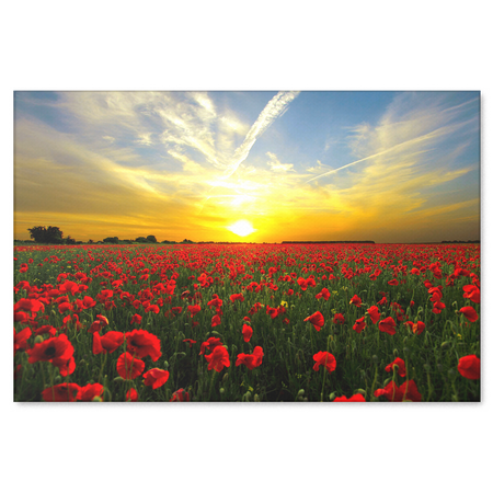 Red Poppies at Sunset Canvas Wall Art - Beautiful Fine Art - 4 Sizes