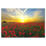 Red Poppies At Sunset Canvas Art - Beautiful Fine Art Available in 4 Sizes, - Mind Body Spirit